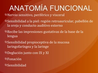ANATOMÍA FUNCIONAL
Nervio sensitivo, periférico y visceral
Sensibilidad a la piel: región retroauricular, pabellón de
la oreja y conducto auditivo externo
Recibe las impresiones gustativas de la base de la
lengua
Sensibilidad propioceptiva de la mucosa
laringofaríngea y la laringe
Deglución junto con IX y XI
Fonación
Sensibilidad
 