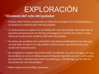 EXPLORACIÓN
Examen del velo del paladar
Se hace abrir la boca al paciente, se deprime la lengua con un bajalenguas, y
se observa la simetría del velo del paladar.
A continuación se explora la motilidad del velo del paladar, haciendo que el
paciente pronuncie por un tiempo prolongado el sonido de la letra A, para
observar la elevación simétrica del velo del paladar.
Si existe una parálisis de la mitad del velo (hemiestafilopléjico) se nota que
un solo lado se eleva y el rafe medio se eleva hacia este mismo lado, por
acción del músculo sano.
Se completa el examen haciendo beber al enfermo un vaso con agua, en caso
de parálisis se verá un reflujo nasal del líquido ingerido con tos y sofocación,
por persistir comunicación entre bucofaringe y nasofaringe por la falta de
elevación del velo del paladar.
Debe explorarse el reflejo nauseoso.
 