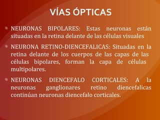VÍAS ÓPTICAS
NEURONAS BIPOLARES: Estas neuronas están
situadas en la retina delante de las células visuales
NEURONA RETINO-DIENCEFALICAS: Situadas en la
retina delante de los cuerpos de las capas de las
células bipolares, forman la capa de células
multipolares.
NEURONAS DIENCEFALO CORTICALES: A la
neuronas ganglionares retino diencefalicas
continúan neuronas diencefalo corticales.
 