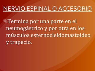 NERVIO ESPINAL O ACCESORIO
Termina por una parte en el
neumogástrico y por otra en los
músculos esternocleidomastoideo
y trapecio.
 