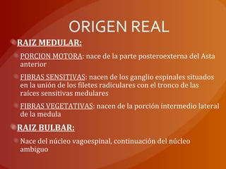 ORIGEN REAL
RAIZ MEDULAR:
PORCION MOTORA: nace de la parte posteroexterna del Asta
anterior
FIBRAS SENSITIVAS: nacen de los ganglio espinales situados
en la unión de los filetes radiculares con el tronco de las
raíces sensitivas medulares
FIBRAS VEGETATIVAS: nacen de la porción intermedio lateral
de la medula
RAIZ BULBAR:
Nace del núcleo vagoespinal, continuación del núcleo
ambiguo
 
