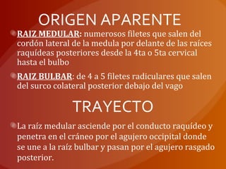 ORIGEN APARENTE
RAIZ MEDULAR: numerosos filetes que salen del
cordón lateral de la medula por delante de las raíces
raquídeas posteriores desde la 4ta o 5ta cervical
hasta el bulbo
RAIZ BULBAR: de 4 a 5 filetes radiculares que salen
del surco colateral posterior debajo del vago
TRAYECTO
La raíz medular asciende por el conducto raquídeo y
penetra en el cráneo por el agujero occipital donde
se une a la raíz bulbar y pasan por el agujero rasgado
posterior.
 