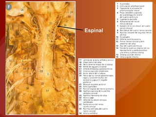 Espinal
 
