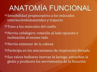 ANATOMÍA FUNCIONAL
Sensibilidad propioceptiva a los músculos
esternocleidomastoideo y trapecio
Tono a los músculos del cuello
Nervio cefalógiro: rotación al lado opuesto e
inclinación al mismo lado
Nervio extensor de la cabeza
Participa en los mecanismos de respiración forzada
Sus raíces bulbares inervan la laringe, estrechan la
glotis y producen los movimientos de la fonación
 