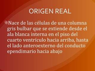 ORIGEN REAL
Nace de las células de una columna
gris bulbar que se extiende desde el
ala blanca interna en el piso del
cuarto ventrículo hacia arriba, hasta
el lado anteroexterno del conducto
ependimario hacia abajo
 