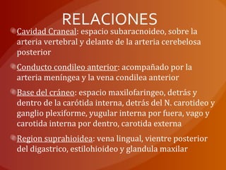 RELACIONES
Cavidad Craneal: espacio subaracnoideo, sobre la
arteria vertebral y delante de la arteria cerebelosa
posterior
Conducto condileo anterior: acompañado por la
arteria meníngea y la vena condilea anterior
Base del cráneo: espacio maxilofaringeo, detrás y
dentro de la carótida interna, detrás del N. carotideo y
ganglio plexiforme, yugular interna por fuera, vago y
carotida interna por dentro, carotida externa
Region suprahioidea: vena lingual, vientre posterior
del digastrico, estilohioideo y glandula maxilar
 