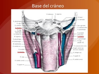 Base del cráneo
 