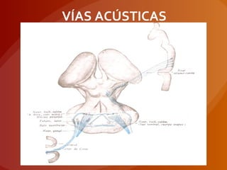 VÍAS ACÚSTICAS
 