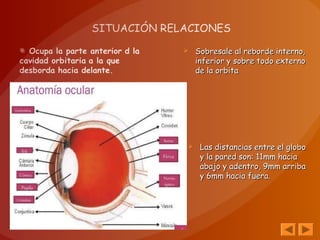  Sobresale al reborde interno,Sobresale al reborde interno,
inferior y sobre todo externoinferior y sobre todo externo
de la orbitade la orbita
 Las distancias entre el globoLas distancias entre el globo
y la pared son: 11mm haciay la pared son: 11mm hacia
abajo y adentro, 9mm arribaabajo y adentro, 9mm arriba
y 6mm hacia fuera.y 6mm hacia fuera.
 