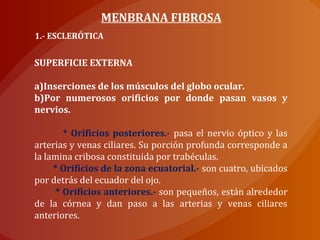 MENBRANA FIBROSA
1.- ESCLERÓTICA
SUPERFICIE EXTERNA
a)Inserciones de los músculos del globo ocular.
b)Por numerosos orificios por donde pasan vasos y
nervios.
* Orificios posteriores.- pasa el nervio óptico y las
arterias y venas ciliares. Su porción profunda corresponde a
la lamina cribosa constituida por trabéculas.
* Orificios de la zona ecuatorial.- son cuatro, ubicados
por detrás del ecuador del ojo.
* Orificios anteriores.- son pequeños, están alrededor
de la córnea y dan paso a las arterias y venas ciliares
anteriores.
 