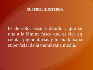 SUPERFICIE INTERNA
Es de color oscuro debido a que se
une a la lámina fusca que es rica en
células pigmentarias y forma la capa
superficial de la membrana media.
 