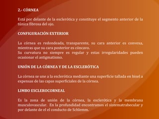 2.- CÓRNEA
Está por delante de la esclerótica y constituye el segmento anterior de la
túnica fibrosa del ojo.
CONFIGURACIÓN EXTERIOR
La córnea es redondeada, transparente, su cara anterior es convexa,
mientras que su cara posterior es cóncavo.
Su curvatura no siempre es regular y estas irregularidades pueden
ocasionar el astigmatismo.
UNIÓN DE LA CÓRNEA Y DE LA ESCLERÓTICA
La córnea se une a la esclerótica mediante una superficie tallada en bisel a
expensas de las capas superficiales de la córnea.
LIMBO ESCLEROCORNEAL
Es la zona de unión de la córnea, la esclerótica y la membrana
musculovascular. En la profundidad encontramos el sistematrabecular y
por delante de el el conducto de Schlemm.
 