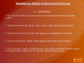 MEMBRANA MEDIA O MUSCULOVASCULAR
 