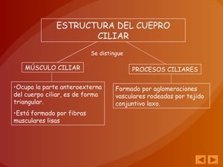 ESTRUCTURA DEL CUEPRO
CILIAR
MÚSCULO CILIAR PROCESOS CILIARES
•Ocupa la parte anteroexterna
del cuerpo ciliar, es de forma
triangular.
•Está formado por fibras
musculares lisas
Formado por aglomeraciones
vasculares rodeadas por tejido
conjuntivo laxo.
Se distingue
 