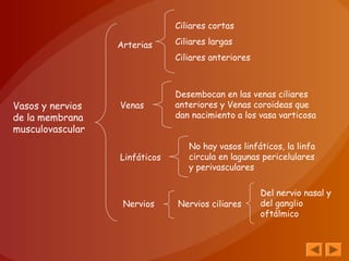 Vasos y nervios
de la membrana
musculovascular
Arterias
Venas
Linfáticos
Nervios
Ciliares cortas
Ciliares largas
Ciliares anteriores
Desembocan en las venas ciliares
anteriores y Venas coroideas que
dan nacimiento a los vasa varticosa
No hay vasos linfáticos, la linfa
circula en lagunas pericelulares
y perivasculares
Nervios ciliares
Del nervio nasal y
del ganglio
oftálmico
 