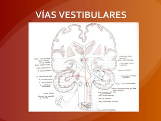 VÍAS VESTIBULARES
 