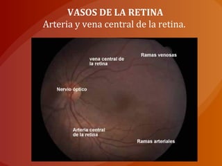 VASOS DE LA RETINA
Arteria y vena central de la retina.
 