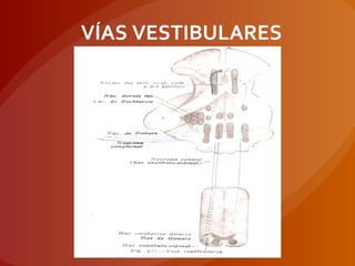 VÍAS VESTIBULARES
 