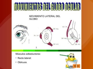 MOVIMIENTO LATERAL DEL
GLOBO
Músculos adbeductores:
• Recto lateral:
• Oblicuos
 