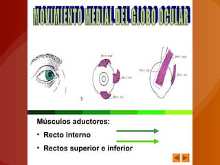 Músculos aductores:
• Recto interno
• Rectos superior e inferior
 