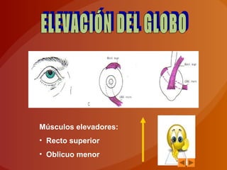 Músculos elevadores:
• Recto superior
• Oblicuo menor
 