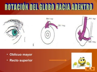 • Oblicuo mayor
• Recto superior
 