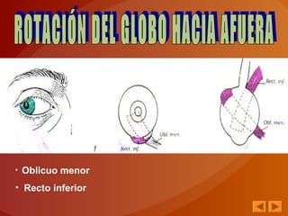 • Oblicuo menor
• Recto inferior
 