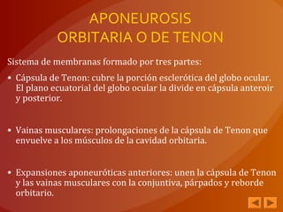 APONEUROSIS
ORBITARIA O DE TENON
Sistema de membranas formado por tres partes:
• Cápsula de Tenon: cubre la porción esclerótica del globo ocular.
El plano ecuatorial del globo ocular la divide en cápsula anteroir
y posterior.
• Vainas musculares: prolongaciones de la cápsula de Tenon que
envuelve a los músculos de la cavidad orbitaria.
• Expansiones aponeuróticas anteriores: unen la cápsula de Tenon
y las vainas musculares con la conjuntiva, párpados y reborde
orbitario.
 