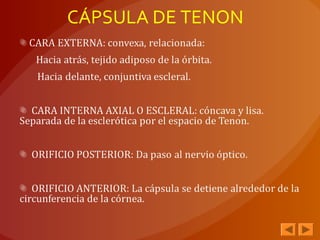 CÁPSULA DE TENON
 