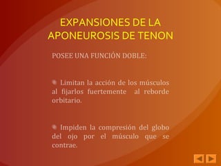 EXPANSIONES DE LA
APONEUROSIS DE TENON
 
