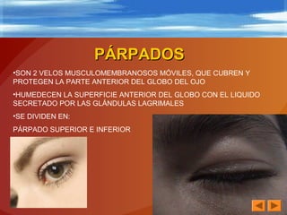 PÁRPADOSPÁRPADOS
•SON 2 VELOS MUSCULOMEMBRANOSOS MÓVILES, QUE CUBREN Y
PROTEGEN LA PARTE ANTERIOR DEL GLOBO DEL OJO
•HUMEDECEN LA SUPERFICIE ANTERIOR DEL GLOBO CON EL LIQUIDO
SECRETADO POR LAS GLÁNDULAS LAGRIMALES
•SE DIVIDEN EN:
PÁRPADO SUPERIOR E INFERIOR
 