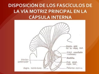 DISPOSICIÓN DE LOS FASCÍCULOS DE
LA VÍA MOTRIZ PRINCIPAL EN LA
CÁPSULA INTERNA
 