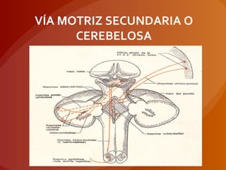 VÍA MOTRIZ SECUNDARIA O
CEREBELOSA
 
