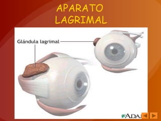 APARATO
LAGRIMAL
 