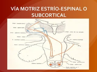 VÍA MOTRIZ ESTRÍO-ESPINAL O
SUBCORTICAL
 