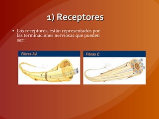1) Receptores1) Receptores
• Los receptores, están representados por
las terminaciones nerviosas que pueden
ser:
 