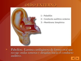  Pabellón.- Lamina cartilaginosa de forma oval quePabellón.- Lamina cartilaginosa de forma oval que
recoge ondas sonoras y dirigidas hacia el conductorecoge ondas sonoras y dirigidas hacia el conducto
auditivo.auditivo.
OÍDO EXTERNOOÍDO EXTERNO
 