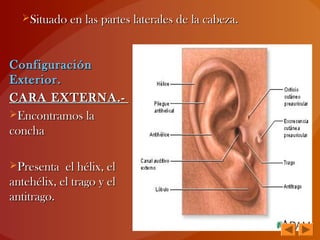 Situado en las partes laterales de la cabeza.Situado en las partes laterales de la cabeza.
ConfiguraciónConfiguración
Exterior.Exterior.
CARA EXTERNA.-CARA EXTERNA.-
Encontramos laEncontramos la
conchaconcha
Presenta el hélix, elPresenta el hélix, el
antehélix, el trago y elantehélix, el trago y el
antitrago.antitrago.
 