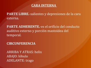 CARA INTERNA
PARTE LIBRE.-salientes y depresiones de la cara
externa.
PARTE ADHERENTE.-es el orificio del conducto
auditivo externo y porción mastoidea del
temporal.
CIRCUNFERENCIA
ARRIBA Y ATRAS: helix
ABAJO: lóbulo
ADELANTE: trago
 