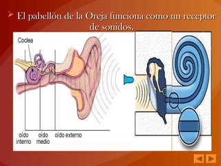  El pabellón de la Oreja funciona como un receptorEl pabellón de la Oreja funciona como un receptor
de sonidos.de sonidos.
 