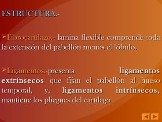 ESTRUCTURA.-ESTRUCTURA.-
Fibrocartílago.-Fibrocartílago.- lamina flexible comprende todalamina flexible comprende toda
la extensión del pabellón menos el lóbulo.la extensión del pabellón menos el lóbulo.
Ligamentos.-Ligamentos.-presentapresenta ligamentosligamentos
extrínsecosextrínsecos que fijan el pabellón al huesoque fijan el pabellón al hueso
temporal, y,temporal, y, ligamentos intrínsecos,ligamentos intrínsecos,
mantiene los pliegues del cartílagomantiene los pliegues del cartílago
 