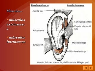 Músculos.-Músculos.-
músculosmúsculos
extrínsecoextrínseco
ss
músculosmúsculos
intrínsecosintrínsecos
 