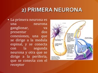 2) PRIMERA NEURONA2) PRIMERA NEURONA
• La primera neurona es
una neurona
ganglionar, va
presentar dos
conexiones, una que
se dirige a la medula
espinal, y se conecta
con la segunda
neurona y otra que se
dirige a la periferia,
que se conecta con el
receptor
 