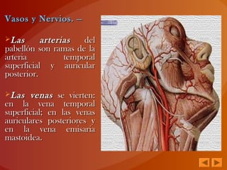 Vasos y Nervios.Vasos y Nervios. ——
Las arteriasLas arterias deldel
pabellón son ramas de lapabellón son ramas de la
arteria temporalarteria temporal
superficial y auricularsuperficial y auricular
posterior.posterior.
Las venasLas venas se vierten:se vierten:
en la vena temporalen la vena temporal
superficial; en las venassuperficial; en las venas
auriculares posteriores yauriculares posteriores y
en la vena emisariaen la vena emisaria
mastoidea.mastoidea.
 