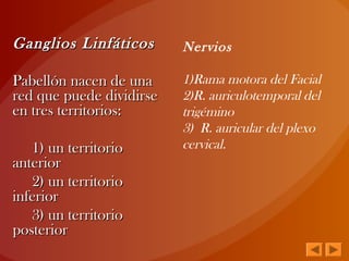 Ganglios LinfáticosGanglios Linfáticos
Pabellón nacen de unaPabellón nacen de una
red que puede dividirsered que puede dividirse
en tres territorios:en tres territorios:
1) un territorio1) un territorio
anterioranterior
2) un territorio2) un territorio
inferiorinferior
3) un territorio3) un territorio
posteriorposterior
Nervios
1)Rama motora del Facial
2)R. auriculotemporal del
trigémino
3) R. auricular del plexo
cervical.
 
