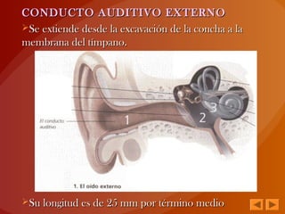 CONDUCTO AUDITIVO EXTERNOCONDUCTO AUDITIVO EXTERNO
Se extiende desde la excavación de la concha a laSe extiende desde la excavación de la concha a la
membrana del tímpano.membrana del tímpano.
Su longitud es de 25 mm por término medioSu longitud es de 25 mm por término medio
 