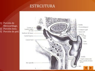 ESTRCUTURA
1) Porción de
fibrocartílago.
2) Porción ósea.
3) Porción de piel.
 