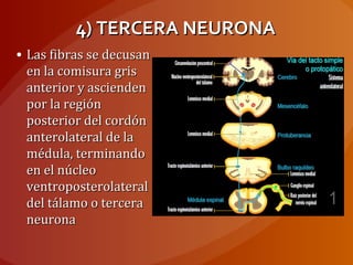 4) TERCERA NEURONA4) TERCERA NEURONA
• Las fibras se decusanLas fibras se decusan
en la comisura grisen la comisura gris
anterior y asciendenanterior y ascienden
por la regiónpor la región
posterior del cordónposterior del cordón
anterolateral de laanterolateral de la
médula, terminandomédula, terminando
en el núcleoen el núcleo
ventroposterolateralventroposterolateral
del tálamo o terceradel tálamo o tercera
neuronaneurona
 