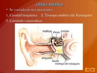 OÍDO MEDIOOÍDO MEDIO
 Se consideran tres porciones:Se consideran tres porciones:
1. Cavidad timpánica 2. Trompa auditiva (de Eustaquio)
3. Cavidades mastoideas.
 