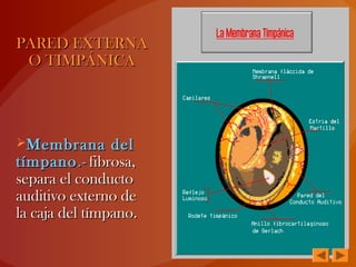 PARED EXTERNAPARED EXTERNA
O TIMPÁNICAO TIMPÁNICA
Membrana delMembrana del
tímpanotímpano.-.- fibrosa,fibrosa,
separa el conductosepara el conducto
auditivo externo deauditivo externo de
la caja del tímpano.la caja del tímpano.
 